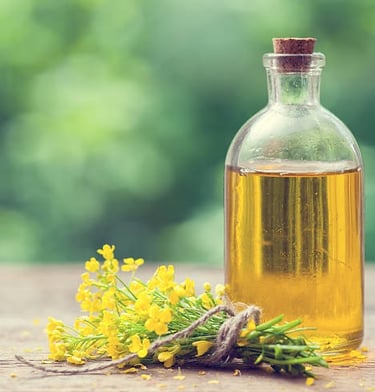 crude canola oil for sale