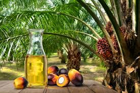 benefits of refined palm oil