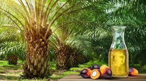 bulk palm oil suppliers USA