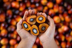 refined palm oil certification suppliers