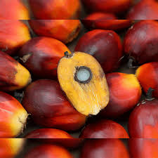 Non-GMO Refined Palm Oil for Sale in Canada