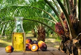 Palm Oil Export Company