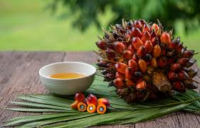 certified palm oil supplier for international buyer
