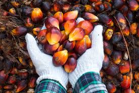 palm oil export company serving China and Europe