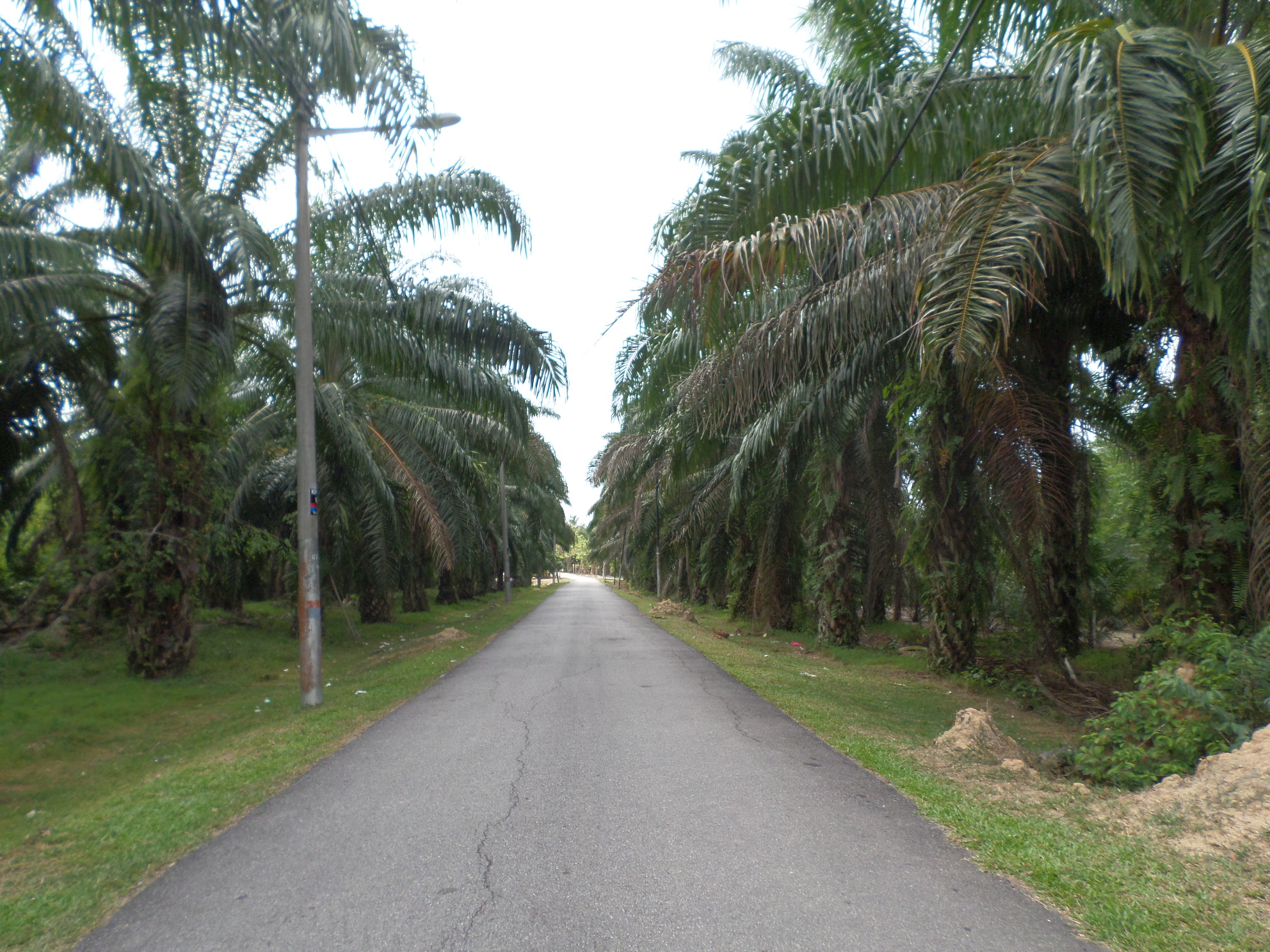 RSPO Certified Sustainable Palm Oil